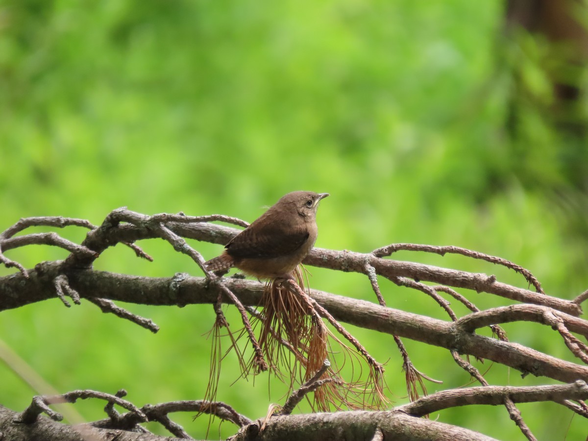 Northern House Wren - ML594766351