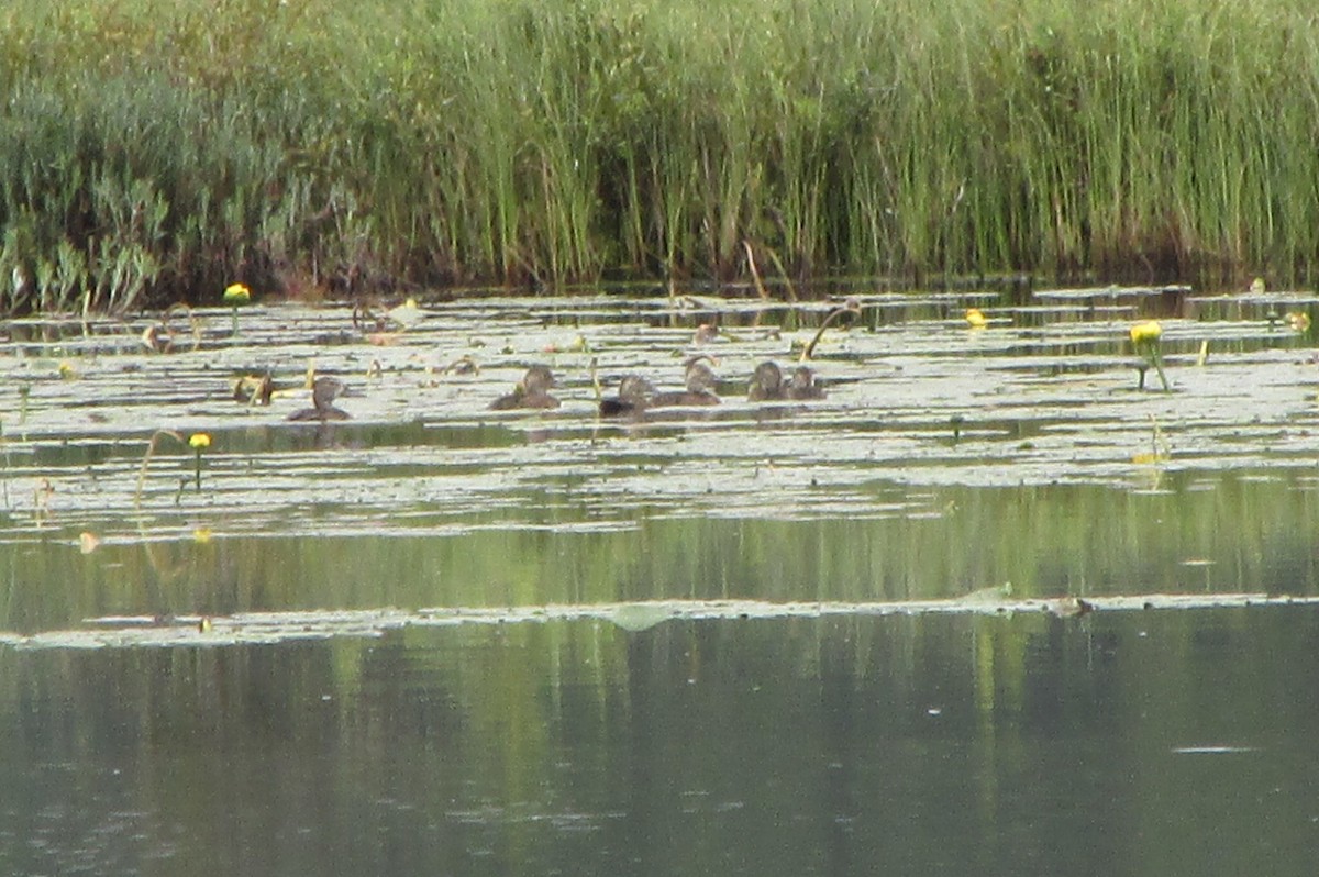 Ring-necked Duck - ML594766411