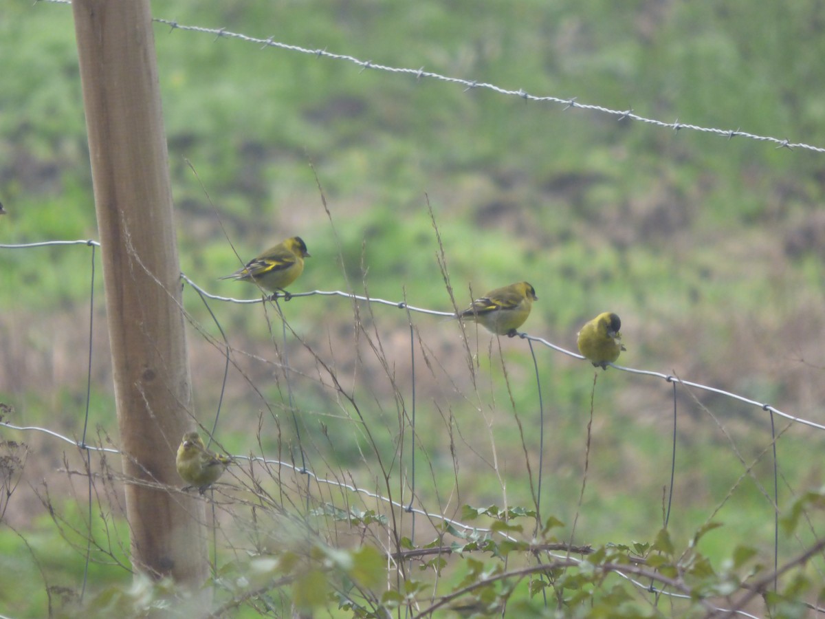 Black-chinned Siskin - ML594766451