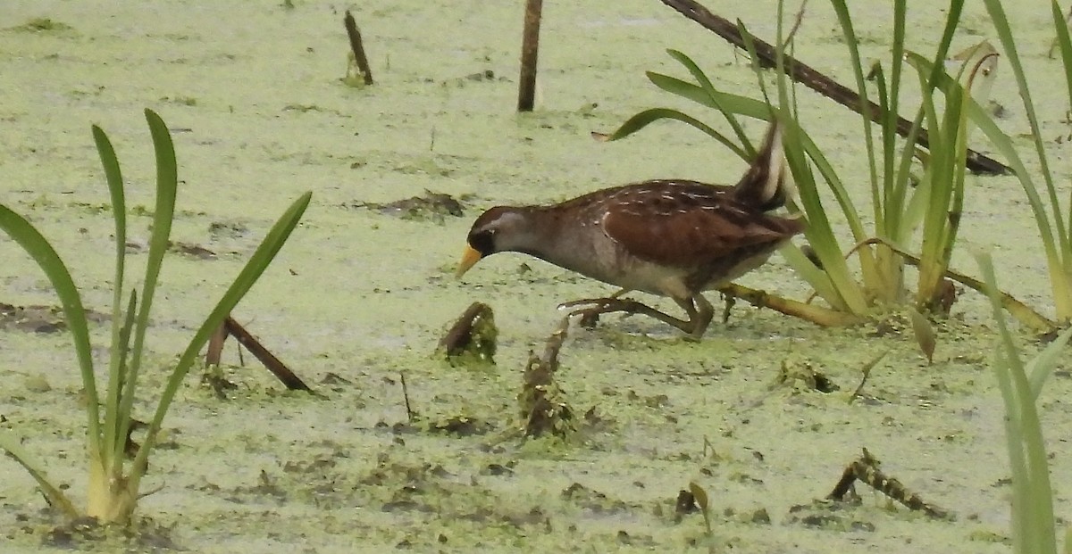 Carolinasumpfhuhn - ML594767061
