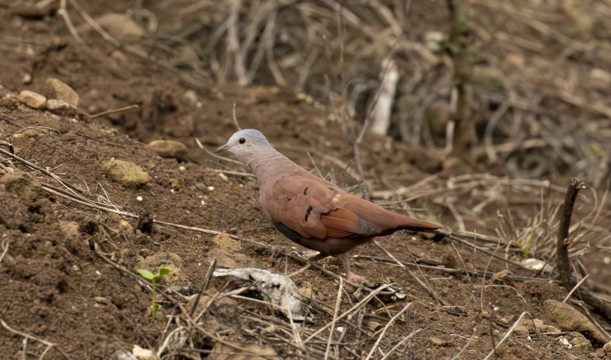 Ruddy Ground Dove - Calvin Walters