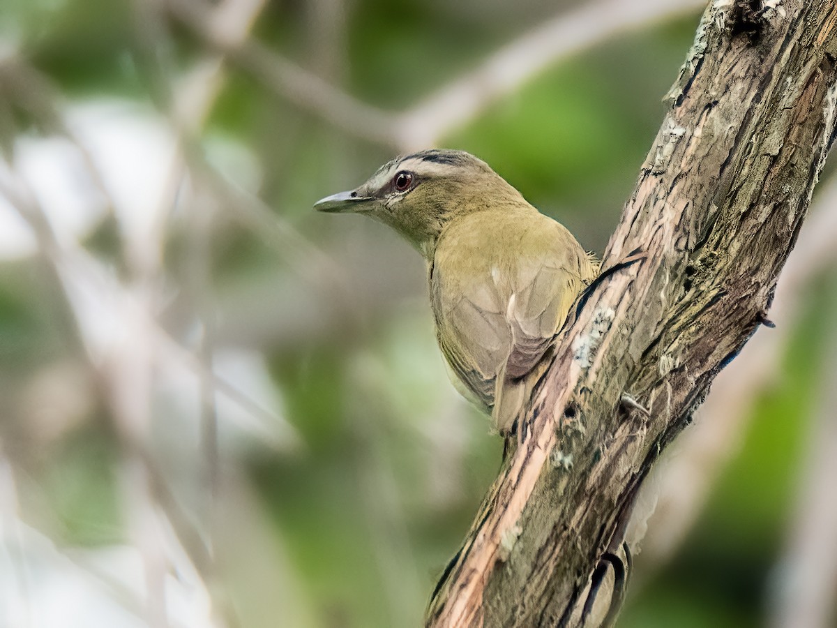 Red-eyed Vireo - Danielle  A