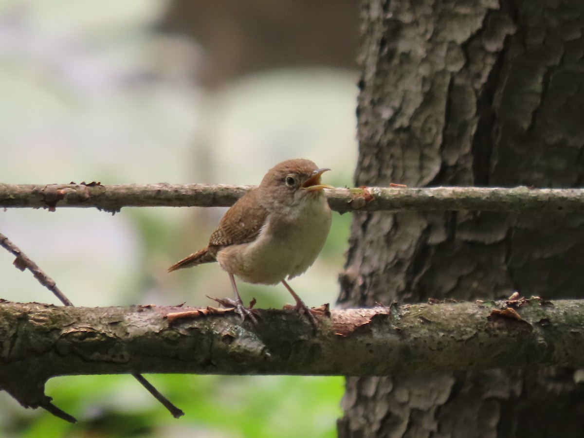 Northern House Wren - ML594768021