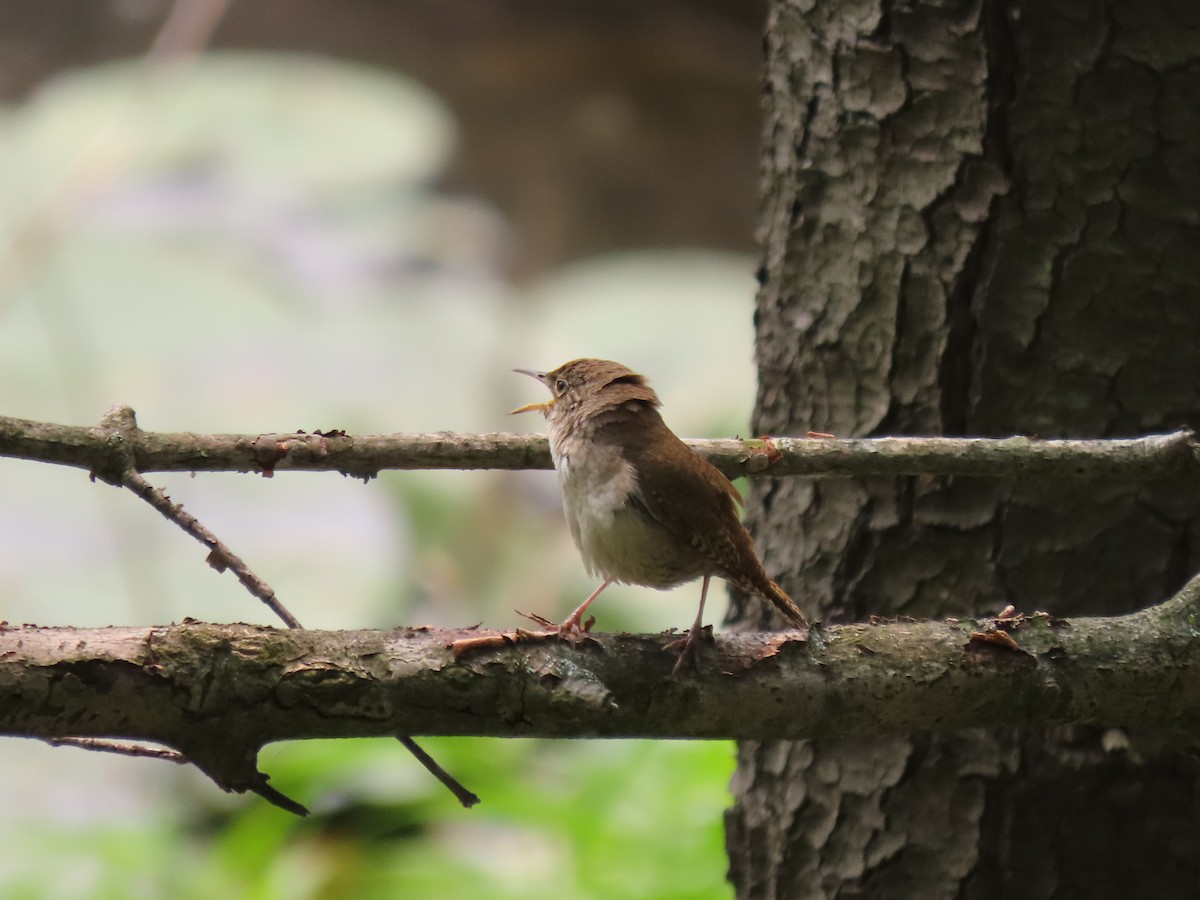 Northern House Wren - ML594768041