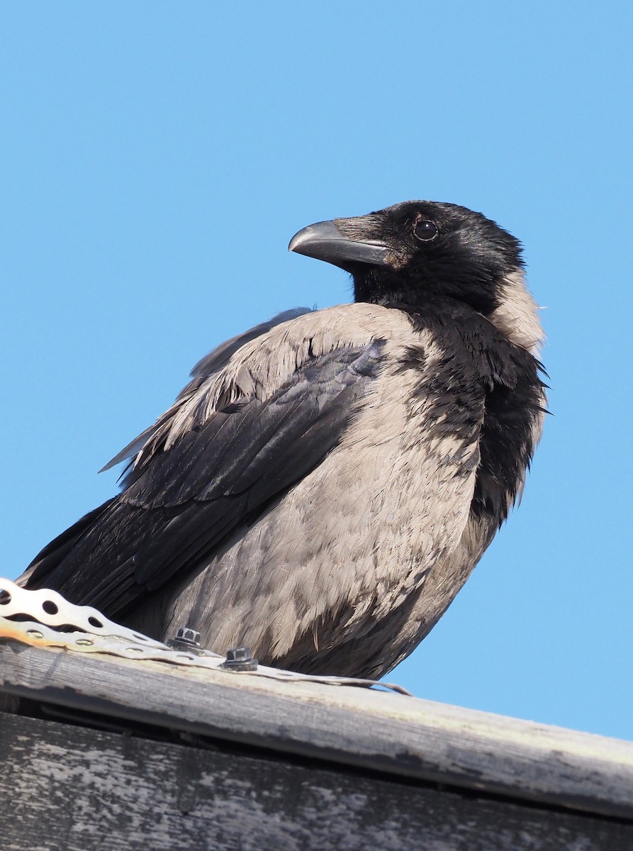 Hooded Crow - ML594768371