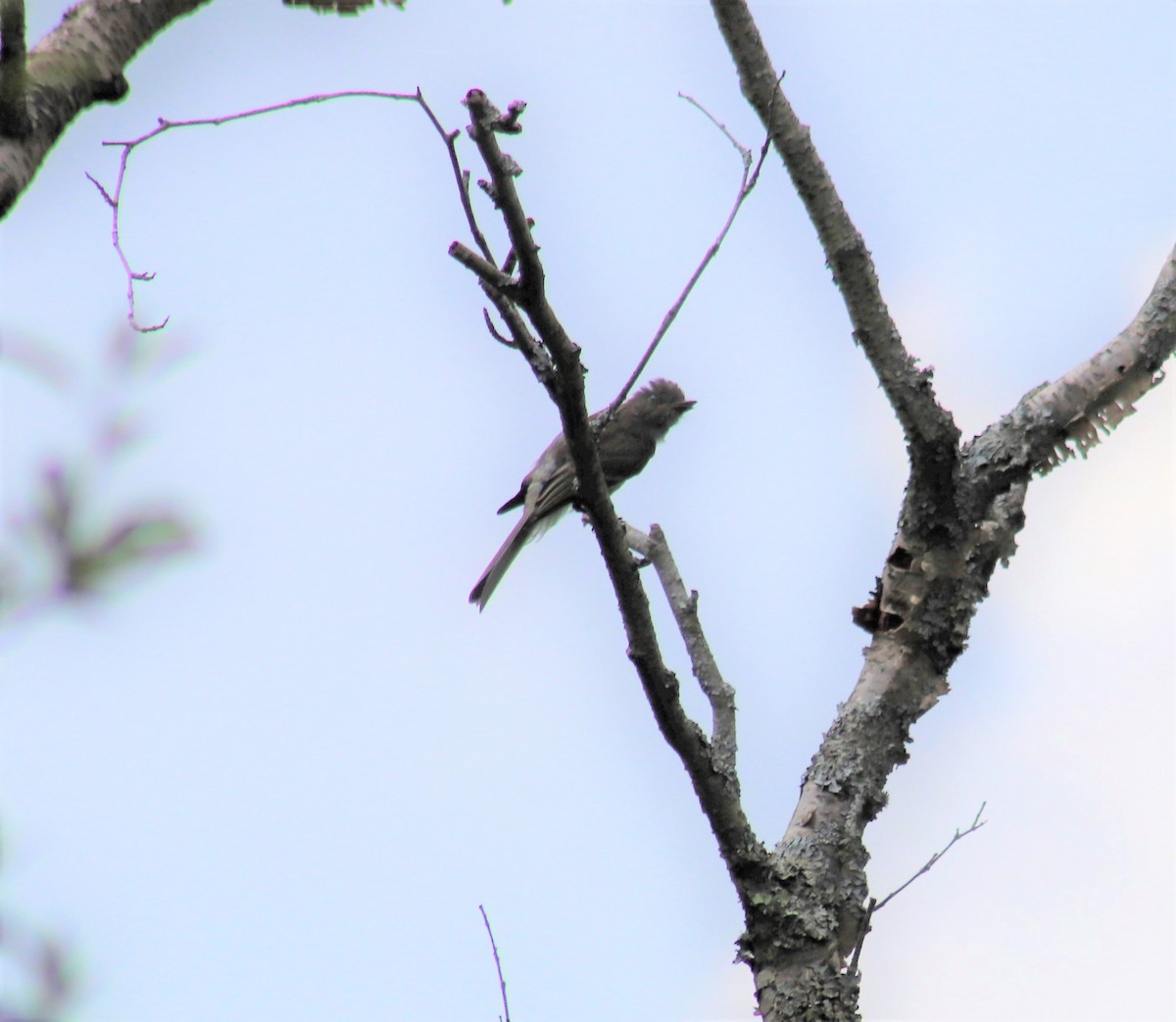 Eastern Phoebe - ML594768641