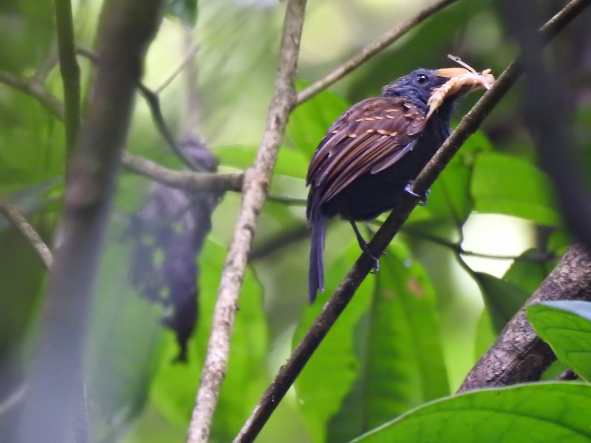 Spiny-faced Antshrike - Clarivel Sanchez