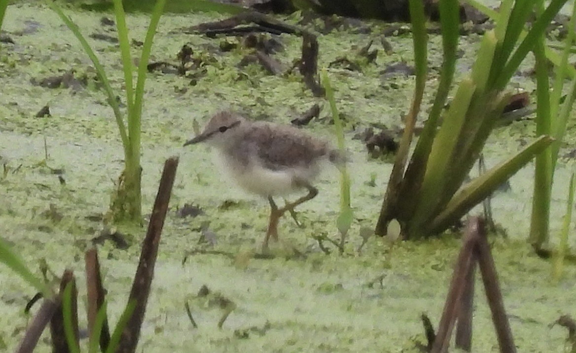Drosseluferläufer - ML594768841