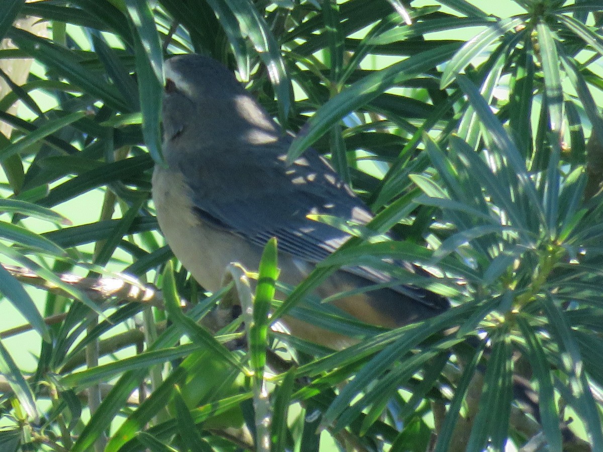 Bluish-gray Saltator - ML594769161