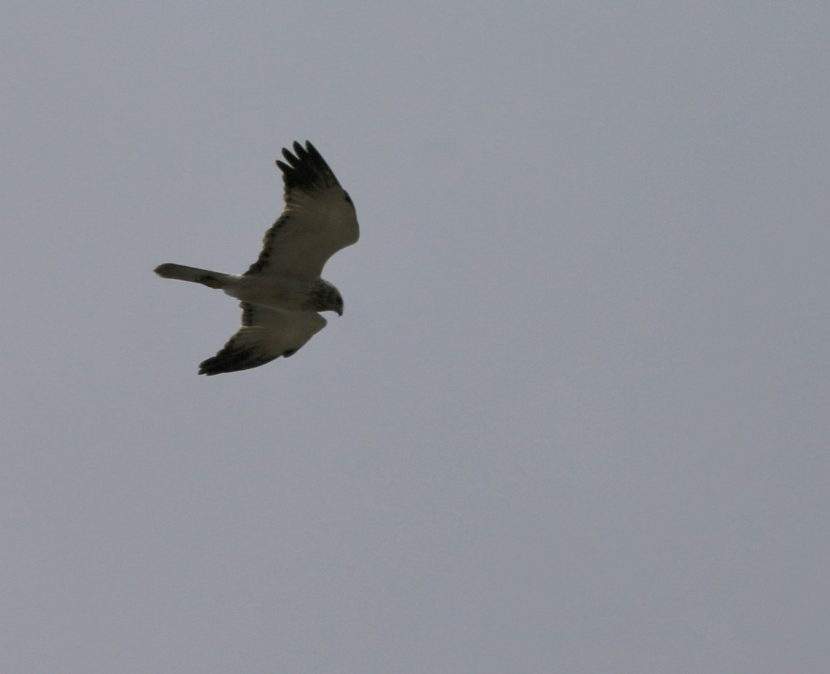 Aguilucho Lagunero de Papúa - ML594769191