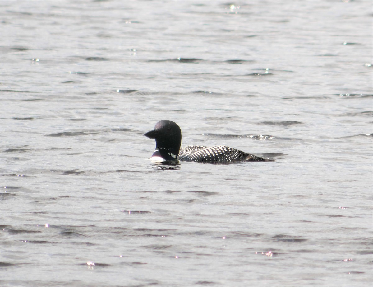 Plongeon huard - ML594769281