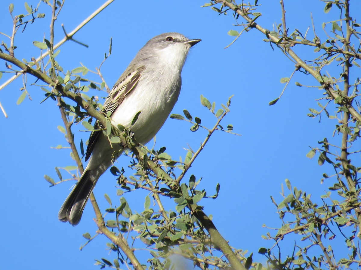 Suiriri Flycatcher - ML594769301