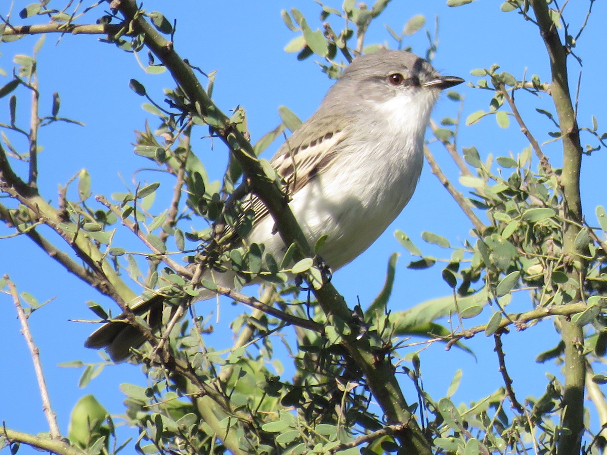 Suiriri Flycatcher - ML594769311