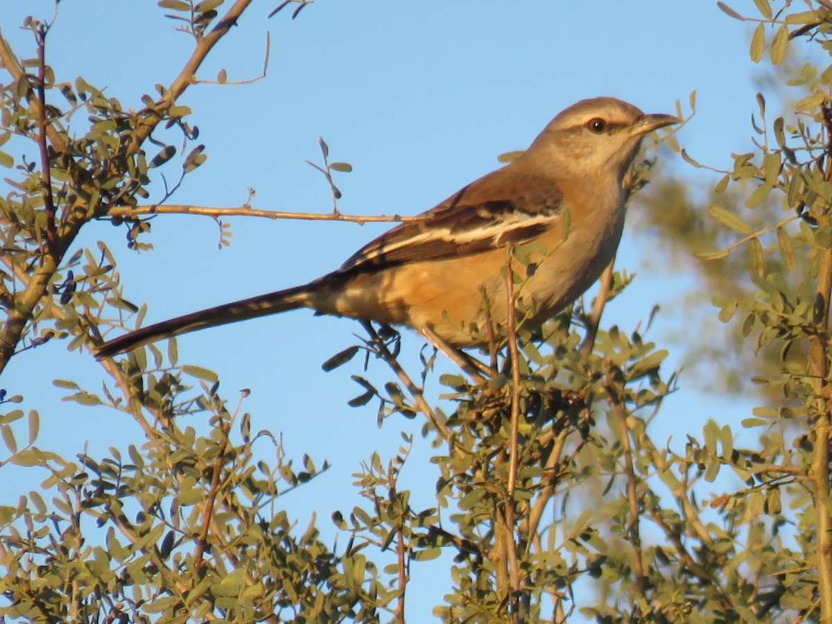 White-banded Mockingbird - ML594769421