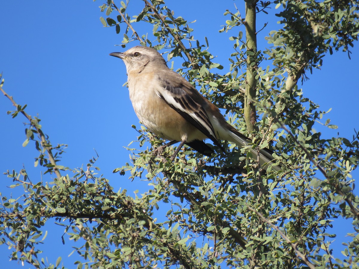 White-banded Mockingbird - ML594769441