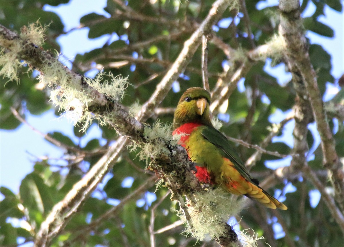 Yellow-billed Lorikeet - Brendan Cook