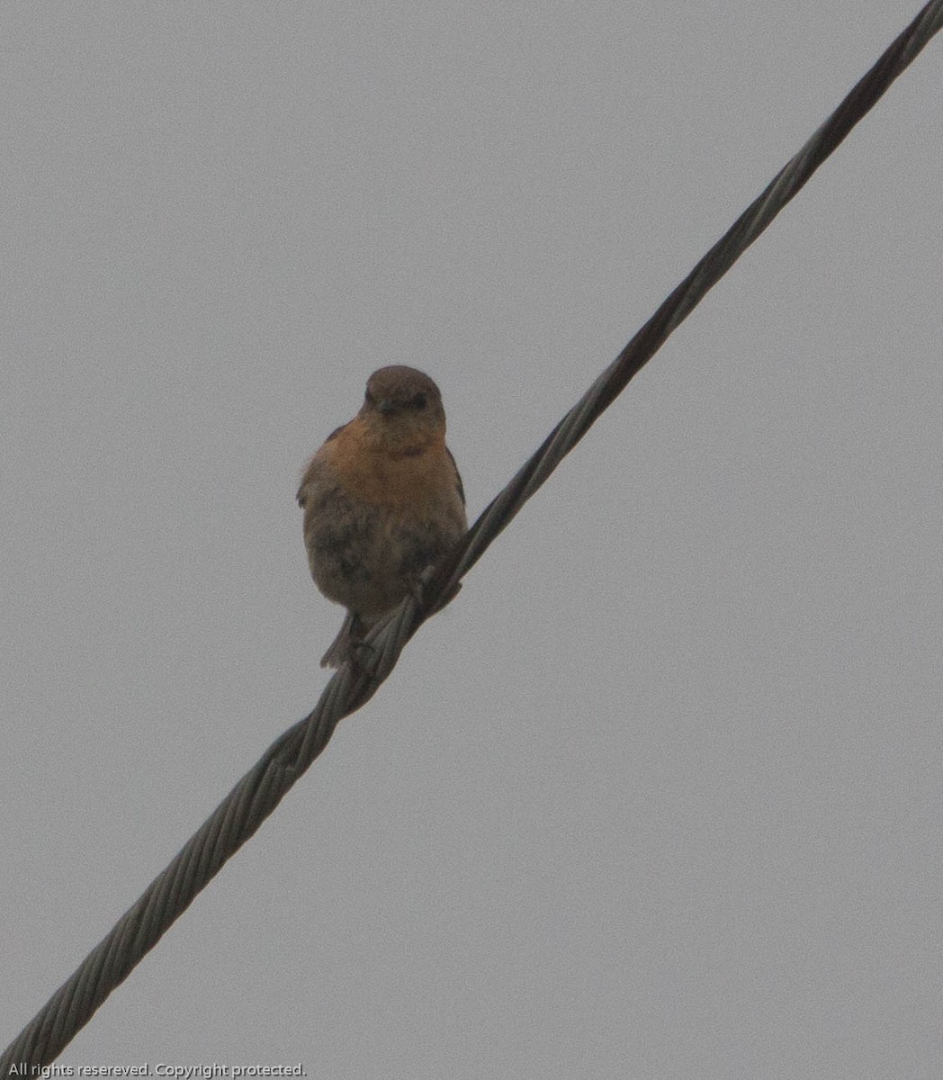 Eastern Bluebird - ML594769651