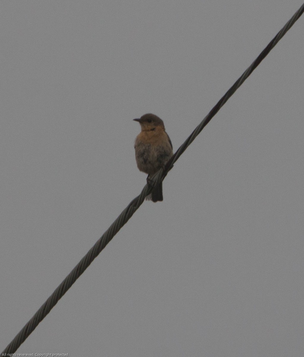 Eastern Bluebird - ML594769661