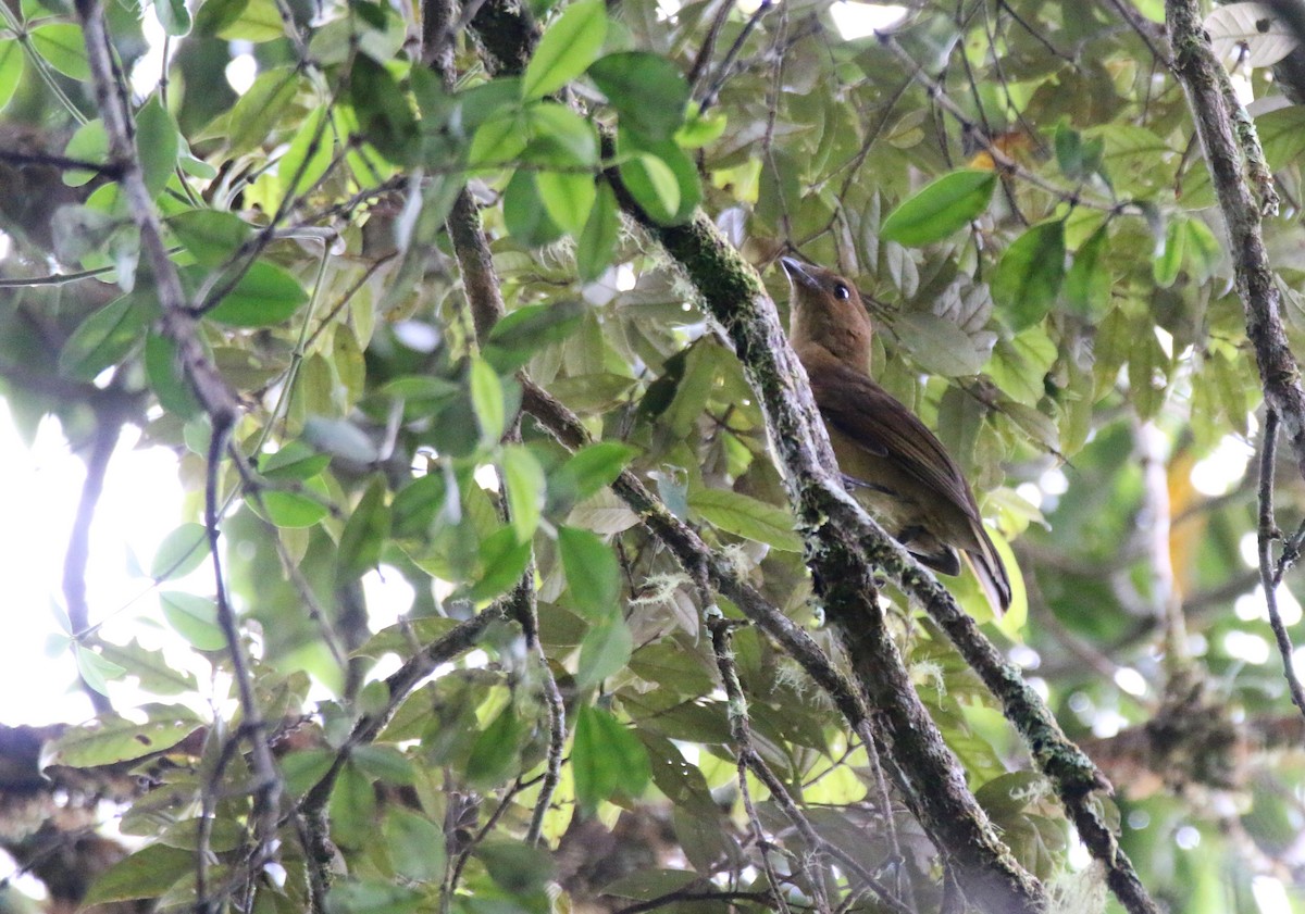 MacGregor's Bowerbird - ML594769721