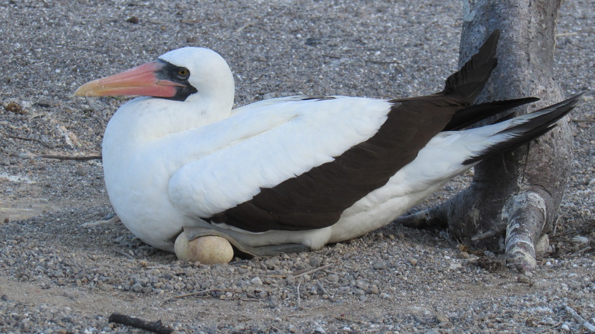 Nazca Booby - ML59476981