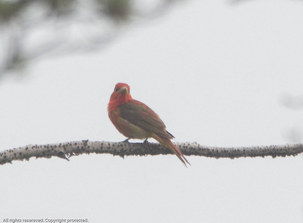 Summer Tanager - ML594769881