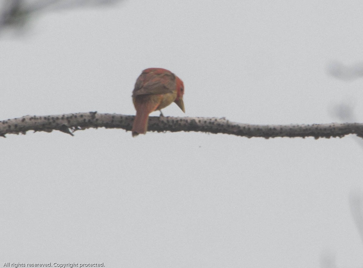 Summer Tanager - ML594769891