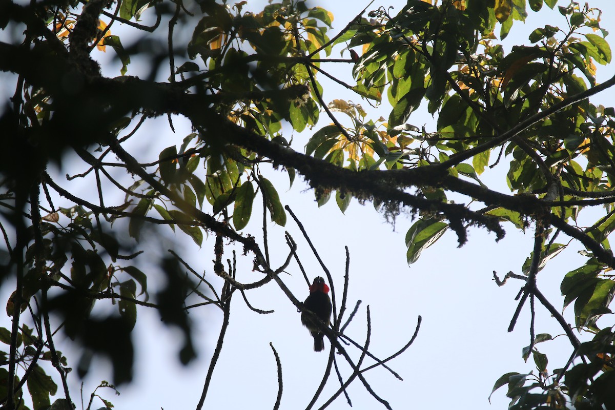 Wattled Ploughbill - ML594770011