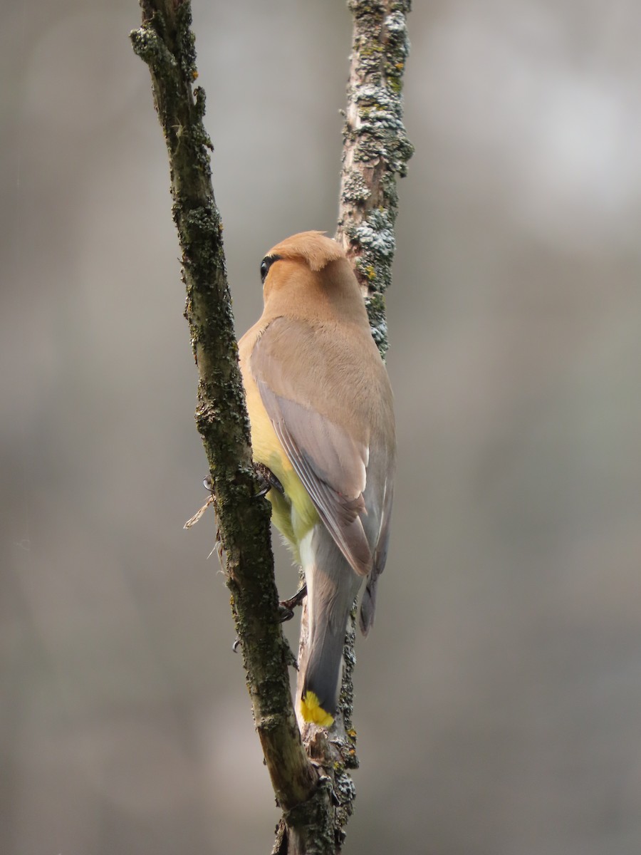 Cedar Waxwing - ML594770861