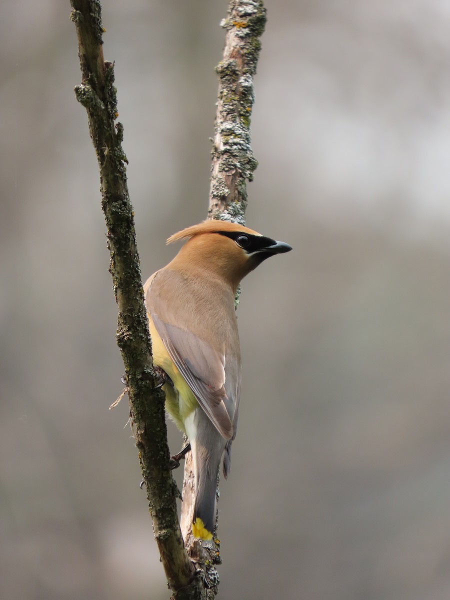 Cedar Waxwing - ML594770871