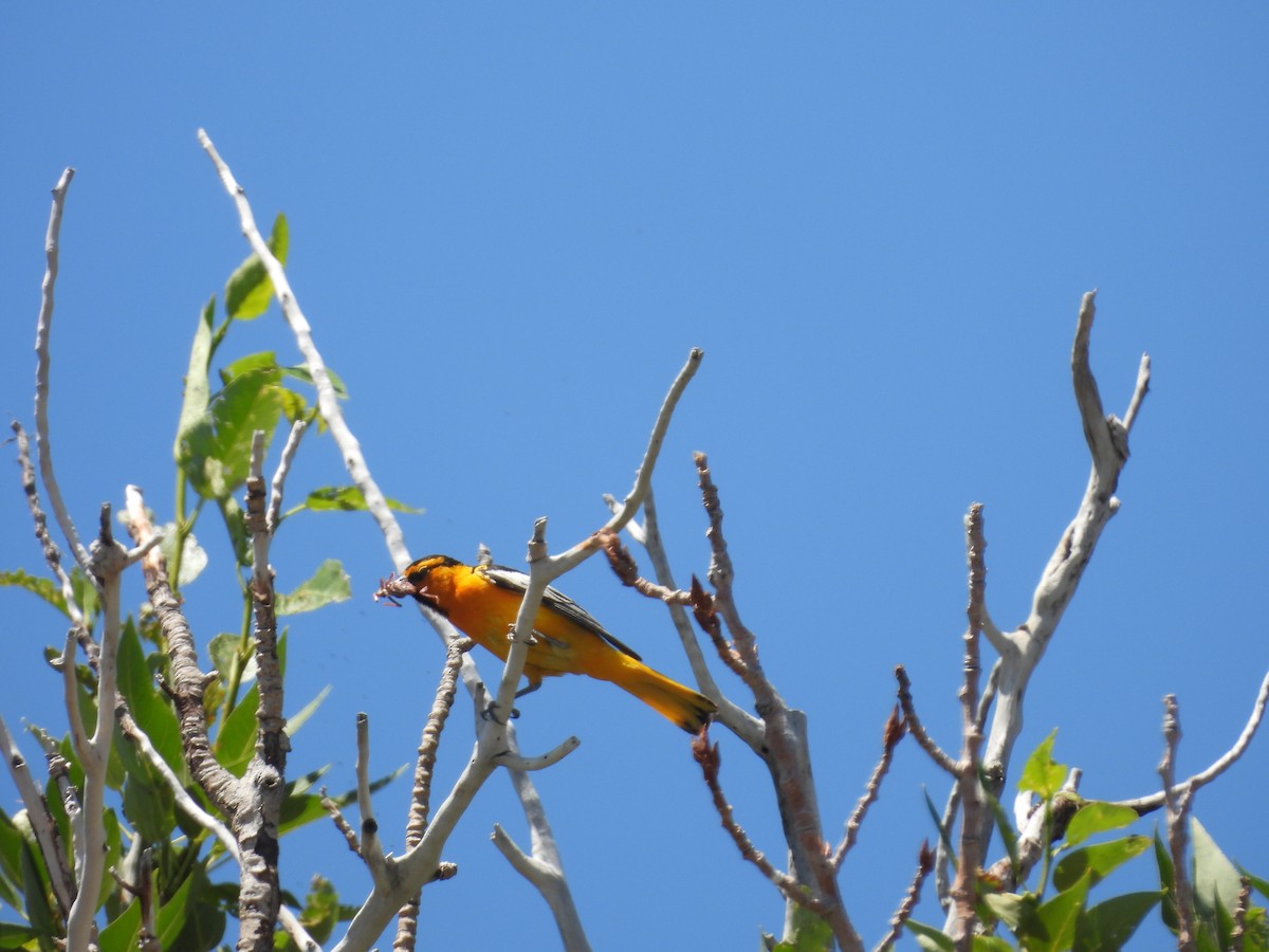 Oriole de Bullock - ML594770881