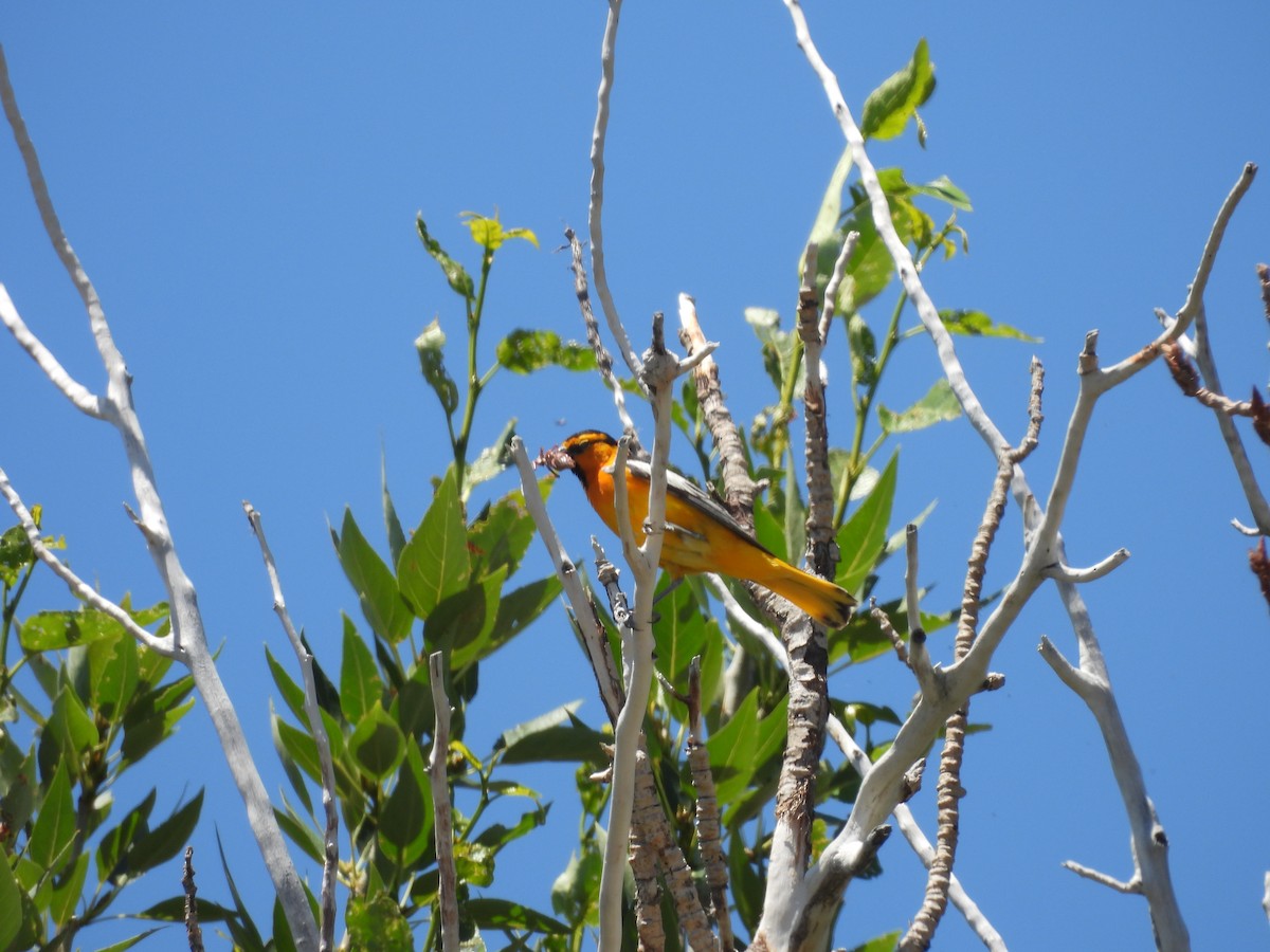 Oriole de Bullock - ML594770891