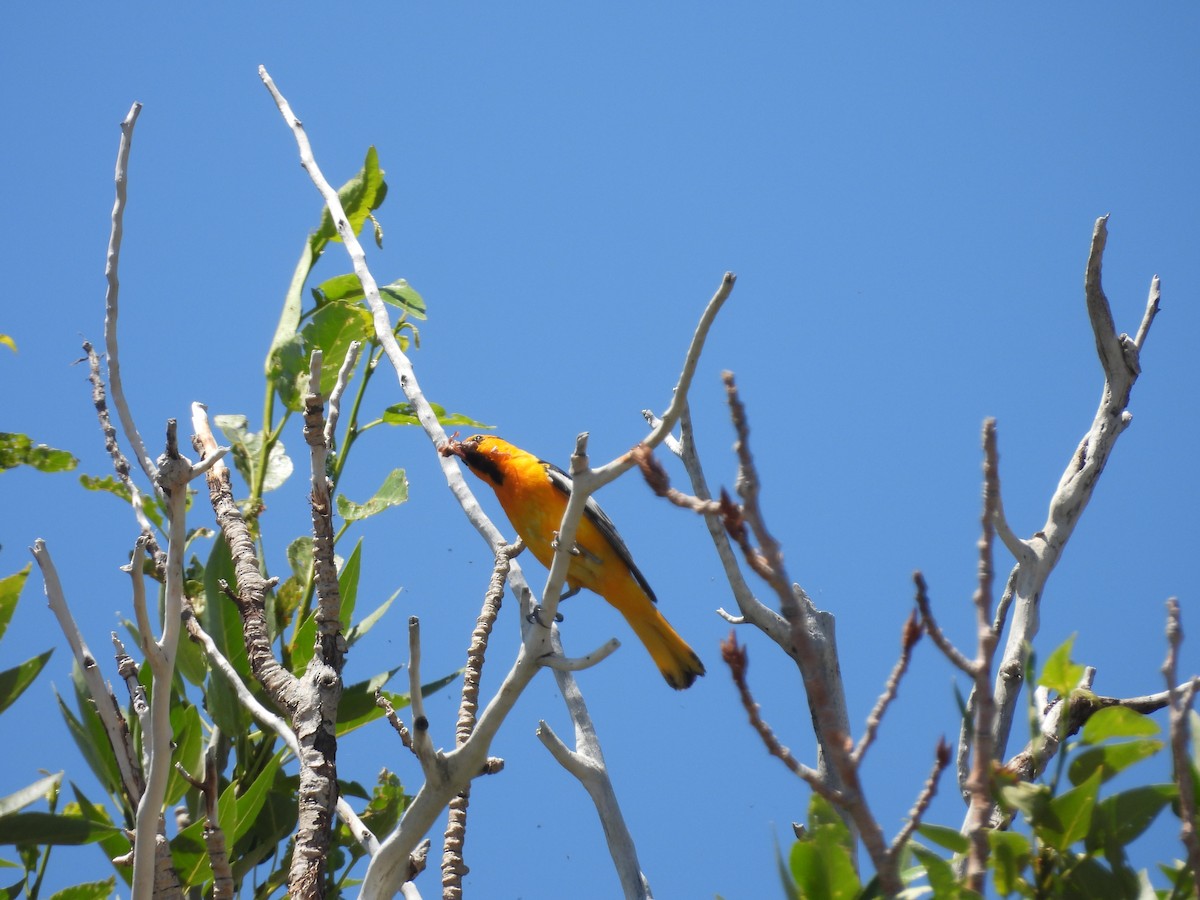 Oriole de Bullock - ML594770901