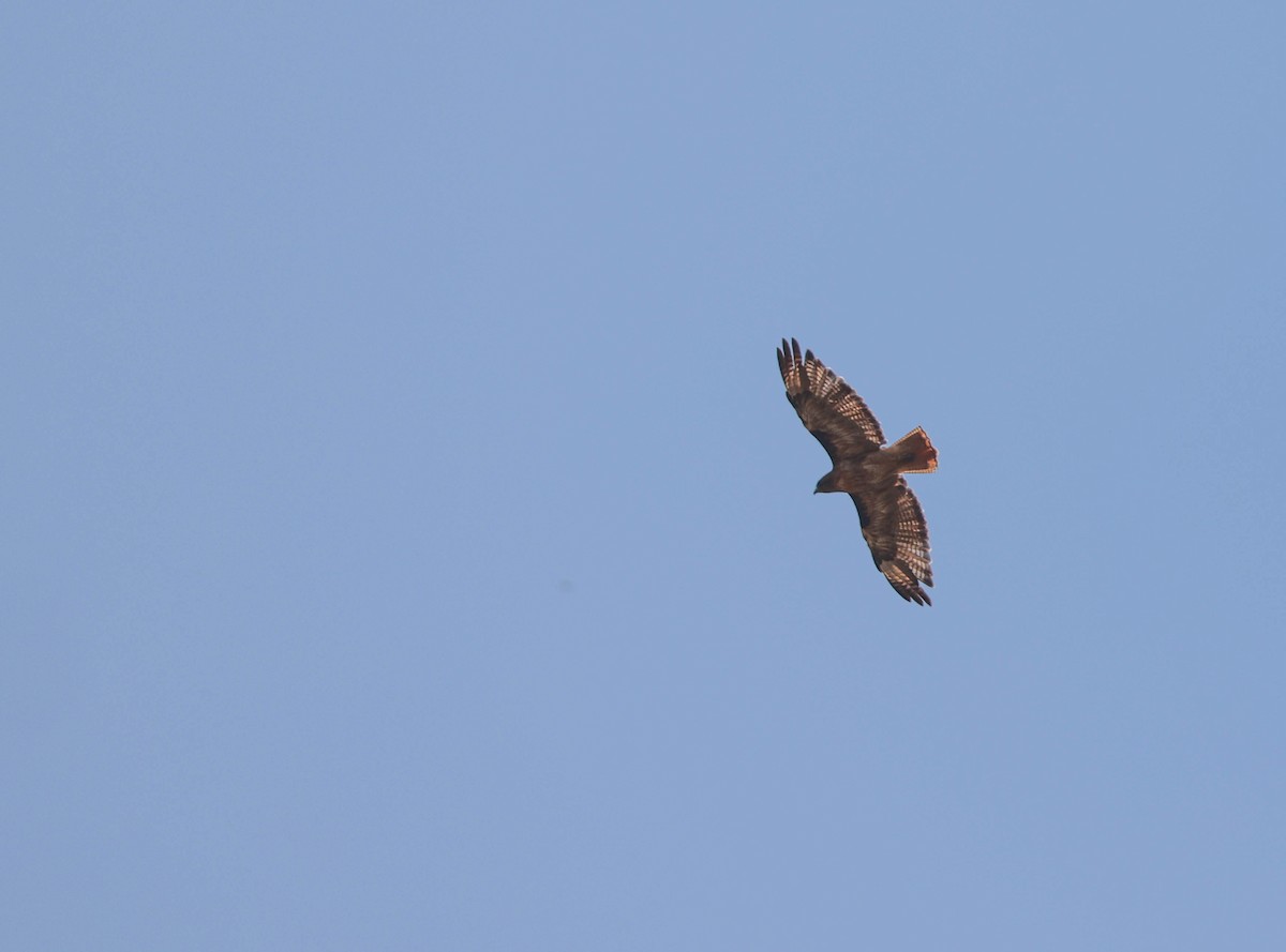 Red-tailed Hawk - Tracy Drake