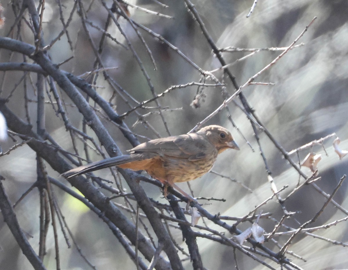 California Towhee - Tracy Drake