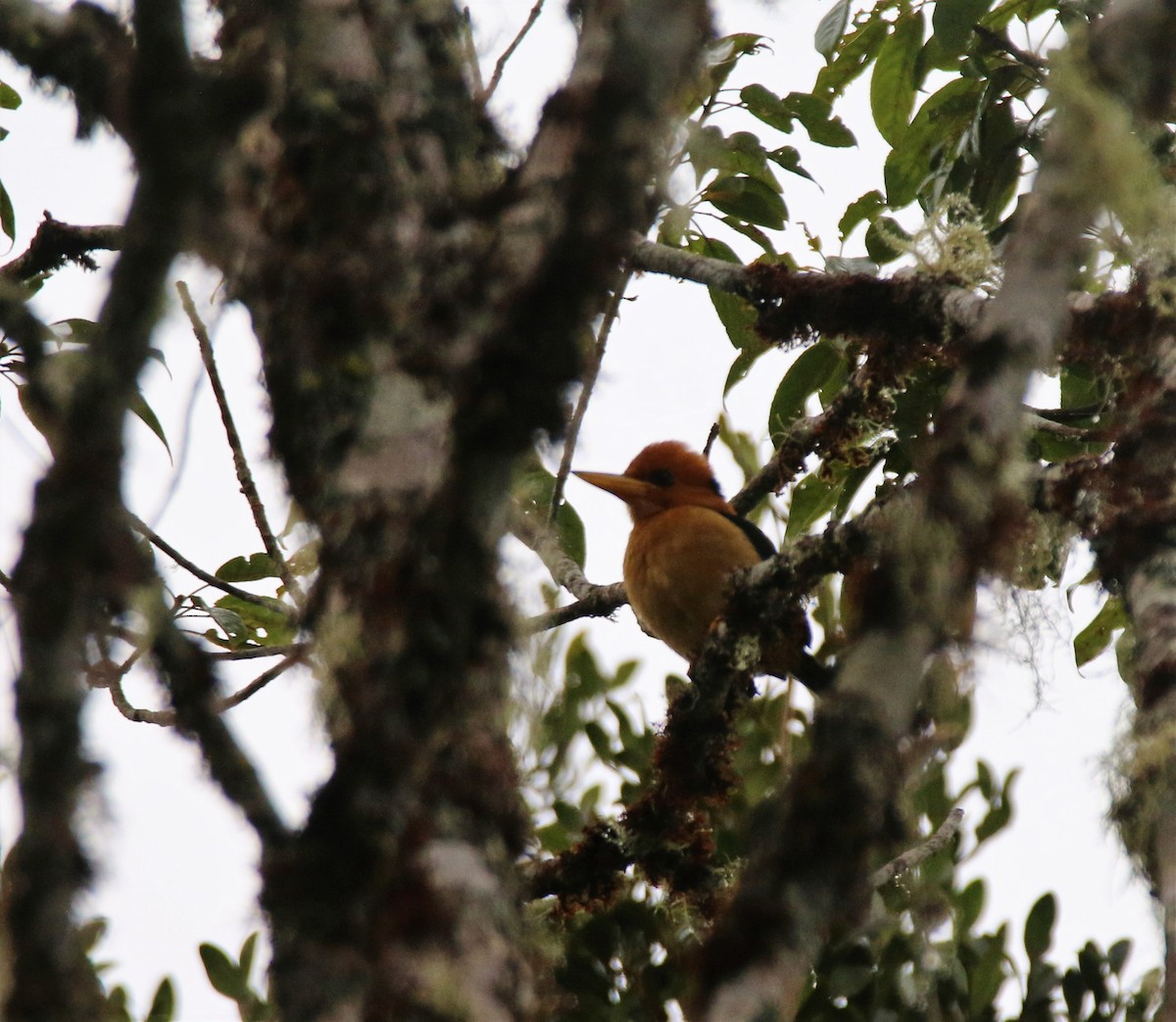 Mountain Kingfisher - ML594771471