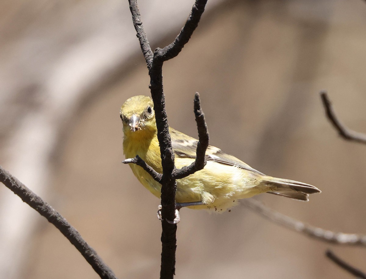 Lesser Goldfinch - Tracy Drake