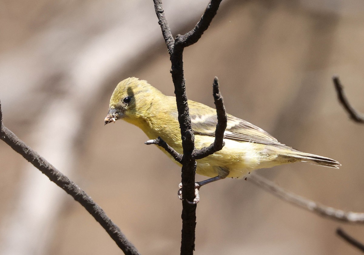 Lesser Goldfinch - ML594771541