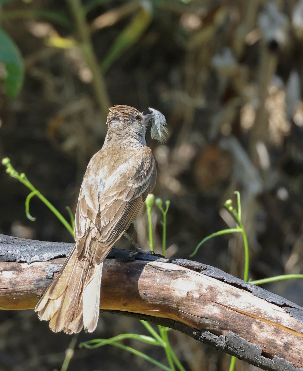 Ash-throated Flycatcher - ML594771591