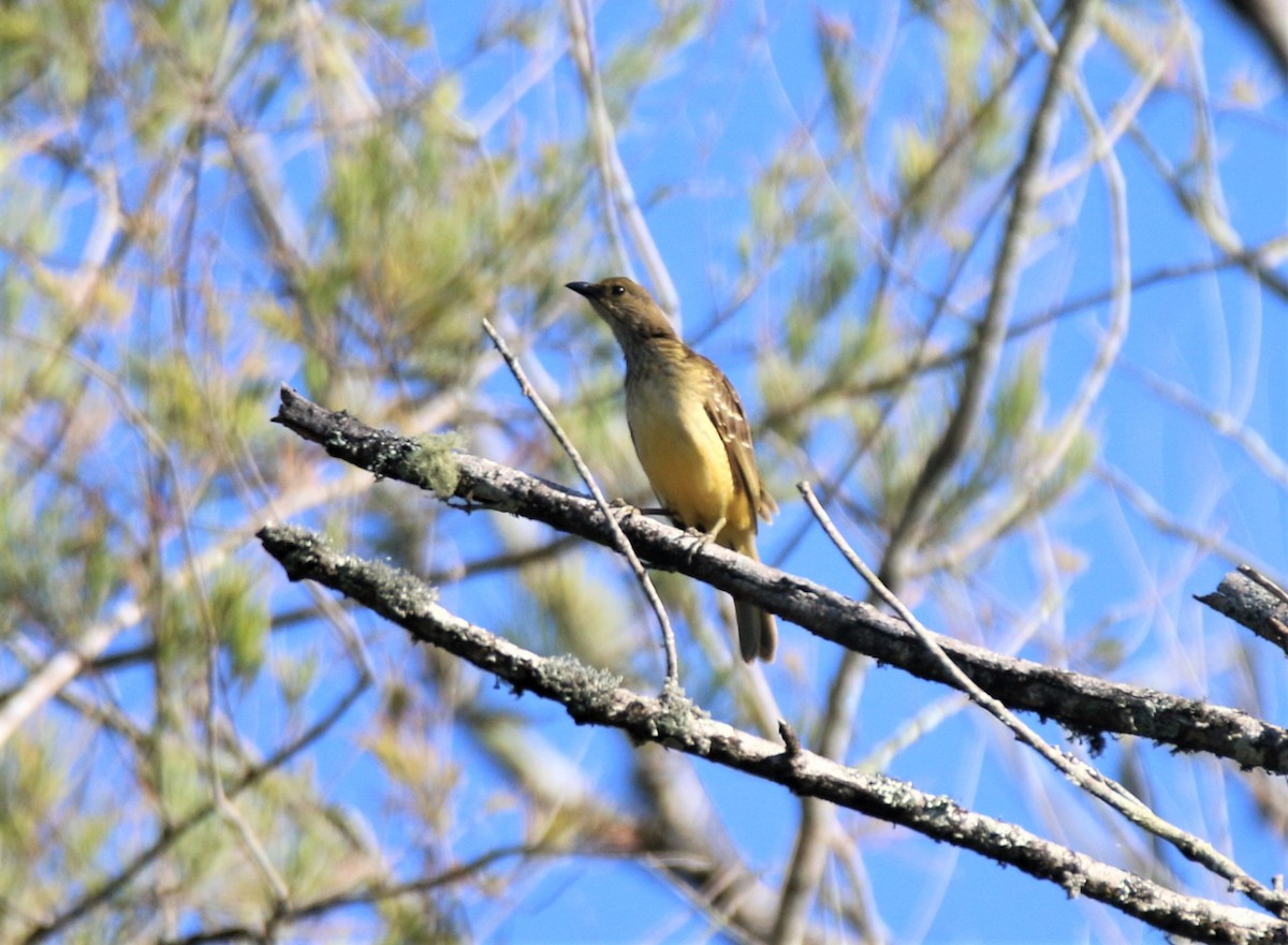 Yellow-breasted Bowerbird - ML594771731