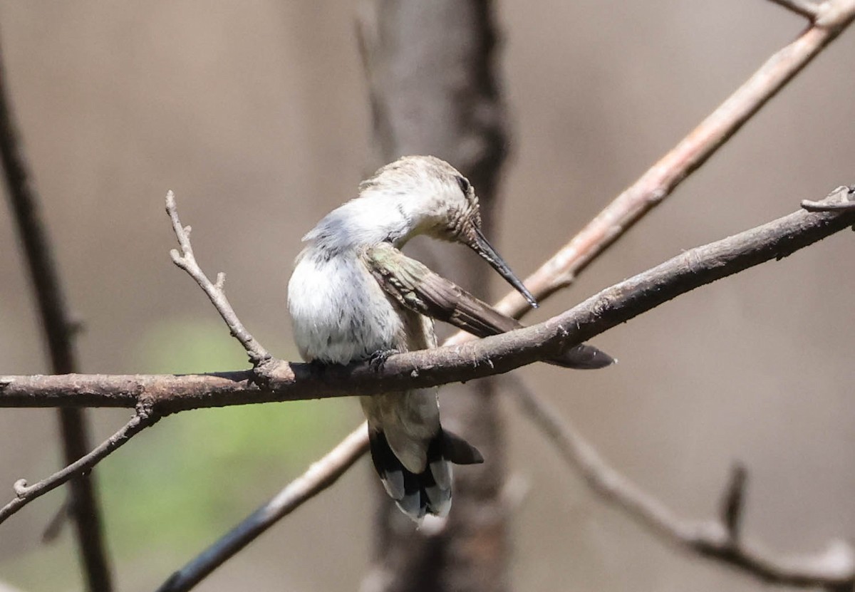 Costa's Hummingbird - Tracy Drake