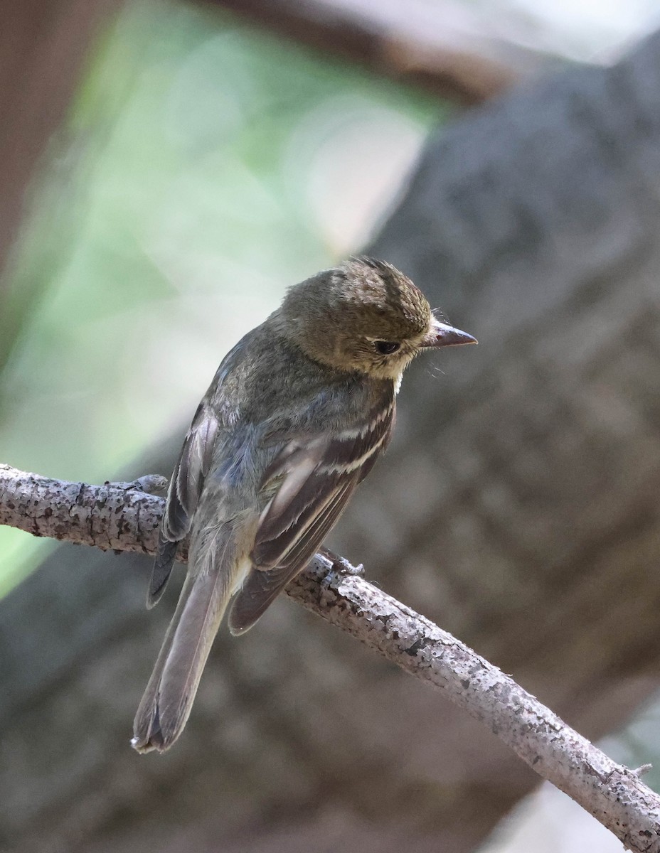 Western Flycatcher (Pacific-slope) - Tracy Drake