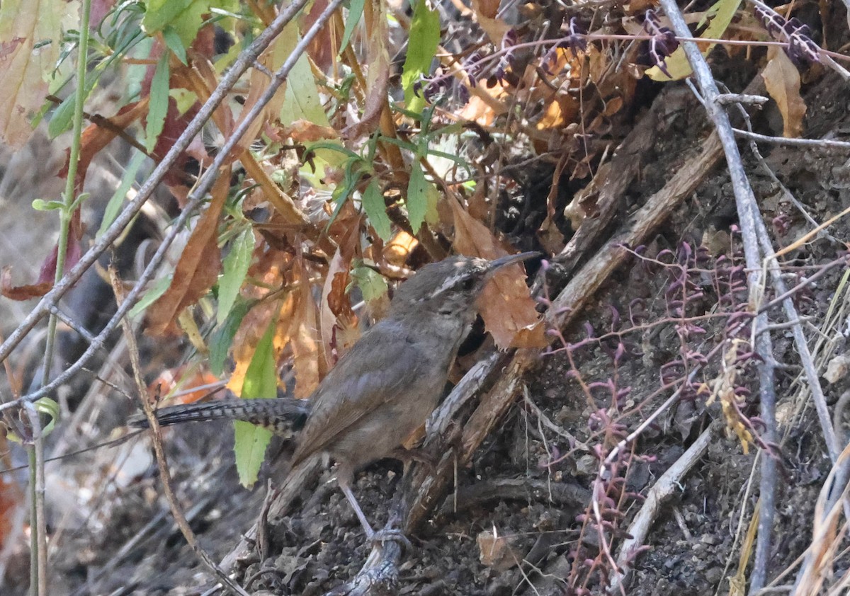 Bewick's Wren - Tracy Drake