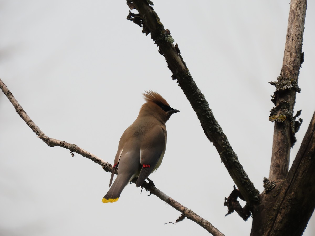 Cedar Waxwing - ML594772881