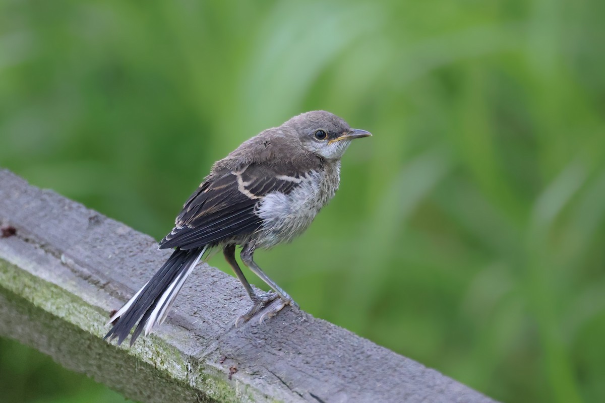 Northern Mockingbird - ML594773041