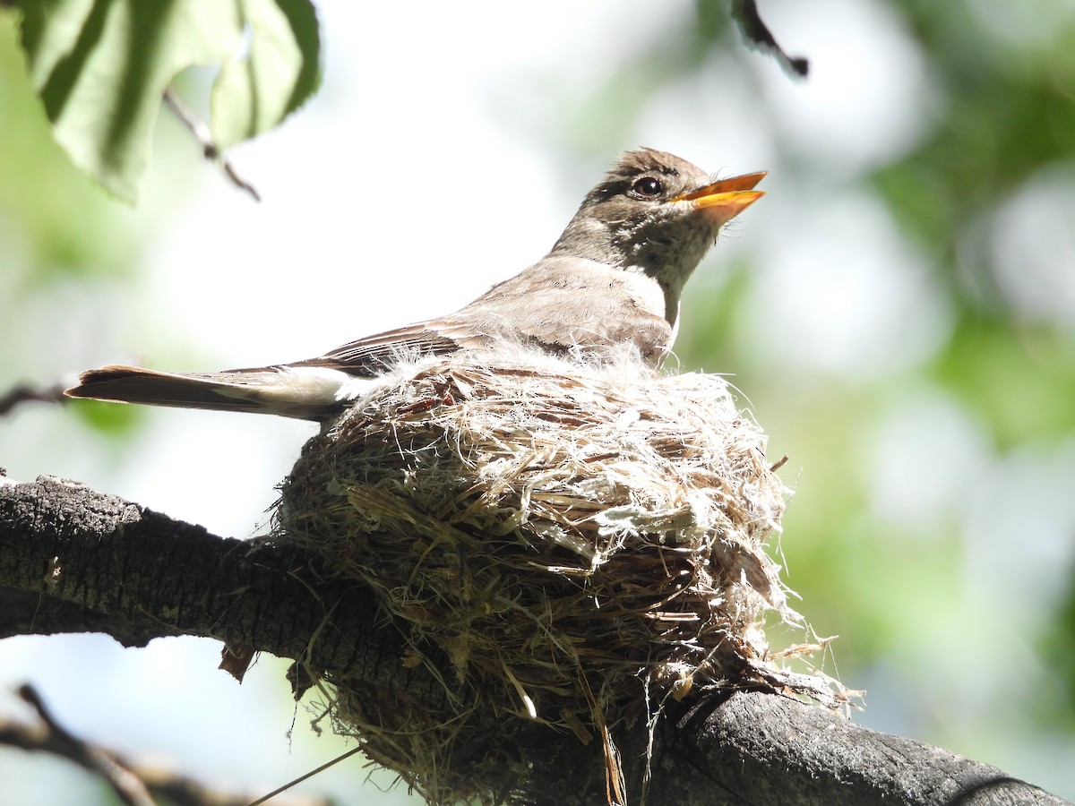 Western Wood-Pewee - ML594773431