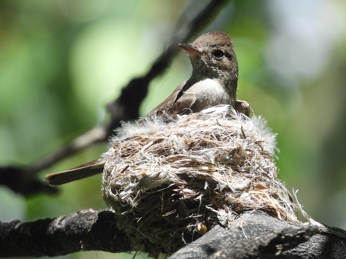 Western Wood-Pewee - ML594773451