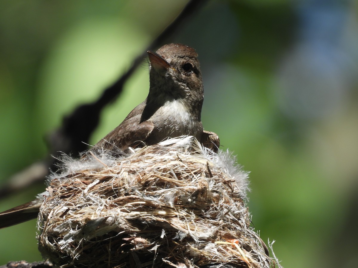 Western Wood-Pewee - ML594773461