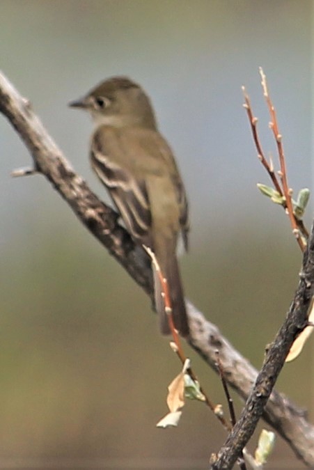 Alder Flycatcher - Rose Kuzina