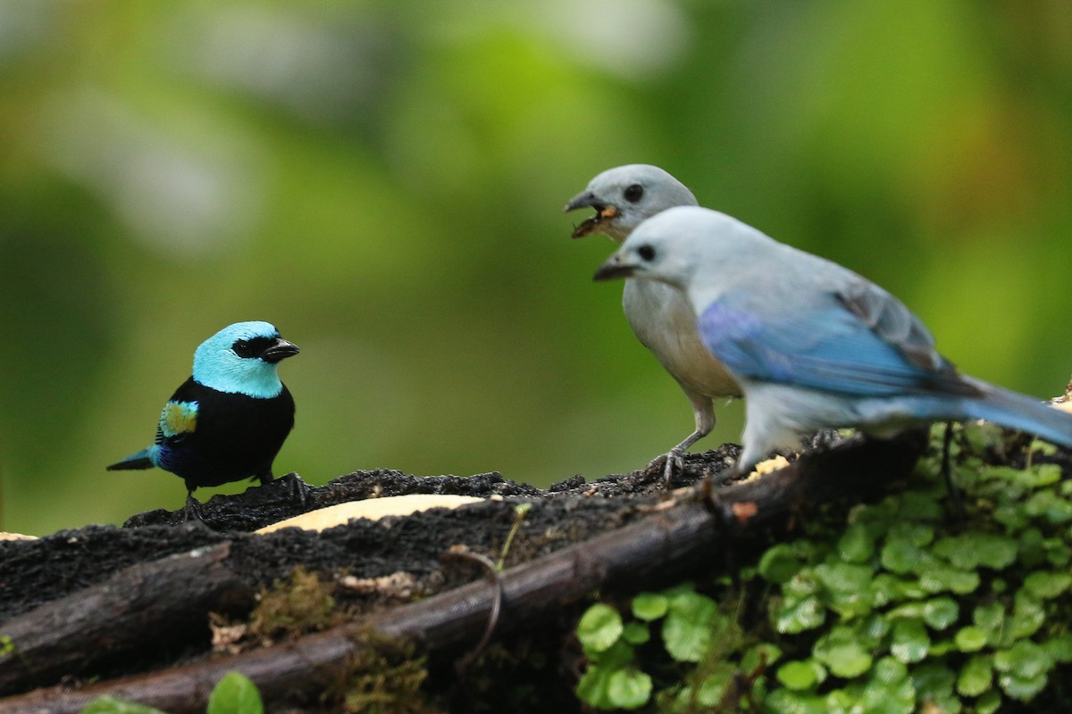 Blue-necked Tanager - ML594773691