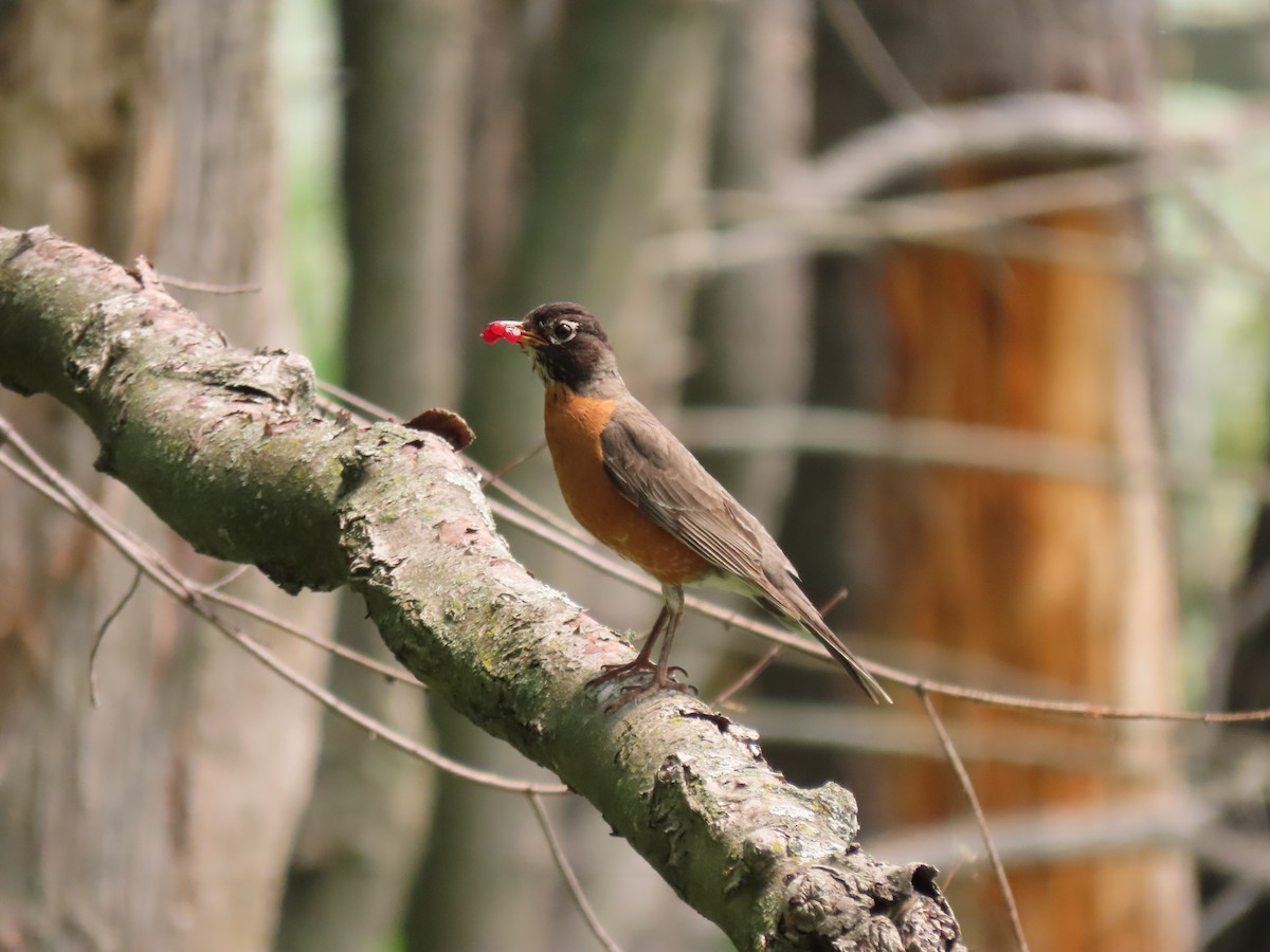 American Robin - ML594774201